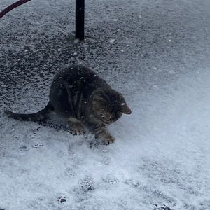 Meet your Posher, Robin